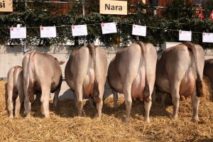 A82 NARA OB CH 120.0925.2577.8 von Beat Schrpf Rickenbach SZ rbe